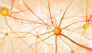Brain function linked to entropy : new findings